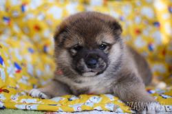 picture of dog