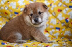 picture of dog