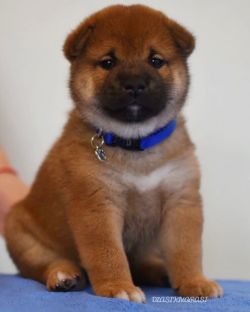 picture of dog