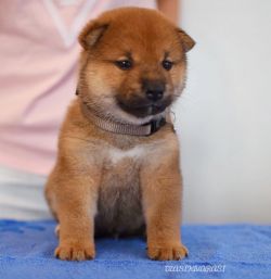 picture of dog
