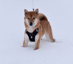 picture of dog