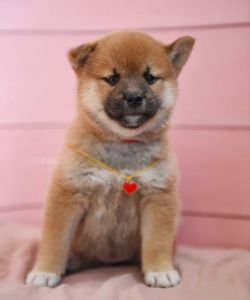picture of dog