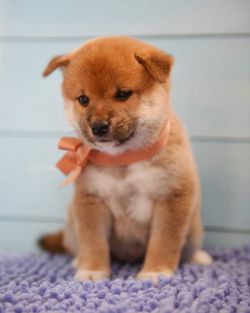 picture of dog