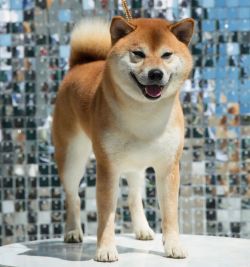 picture of dog