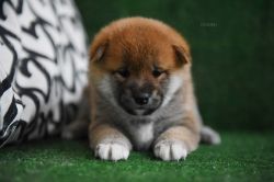 picture of dog