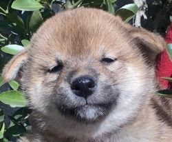 picture of dog