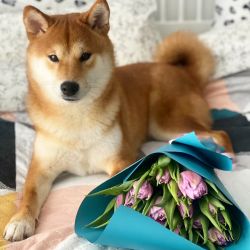 picture of dog