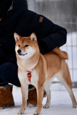 picture of dog