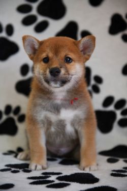 picture of dog