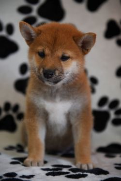 picture of dog