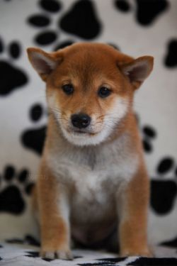 picture of dog