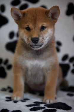 picture of dog