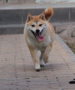 picture of dog