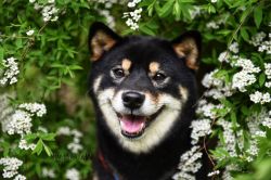 picture of dog