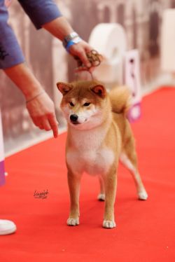 picture of dog
