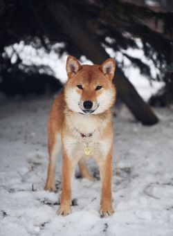 picture of dog