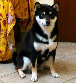 picture of dog