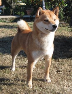 picture of dog