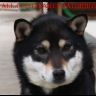 picture of dog