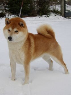 picture of dog