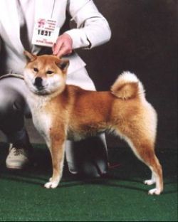 picture of dog