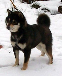 picture of dog