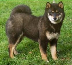 picture of dog