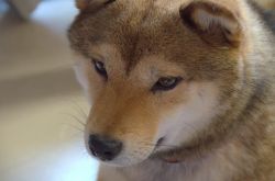 picture of dog