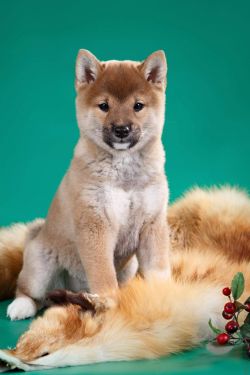 picture of dog