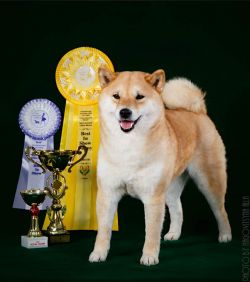 picture of dog
