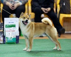 picture of dog