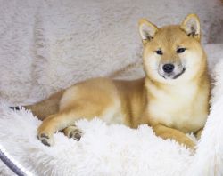 picture of dog