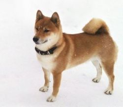 picture of dog