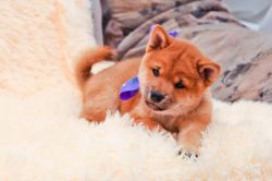 picture of dog