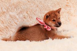 picture of dog