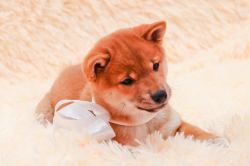 picture of dog