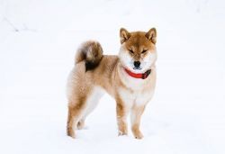 picture of dog