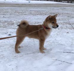 picture of dog