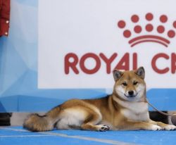 picture of dog