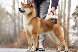 picture of dog