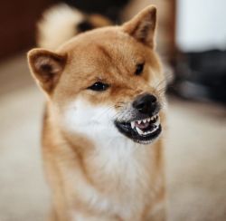 picture of dog