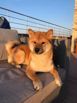 picture of dog