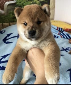 picture of dog