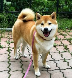 picture of dog