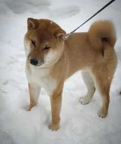 picture of dog
