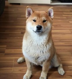 picture of dog