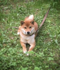 picture of dog
