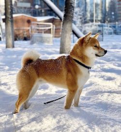 picture of dog