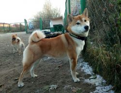 picture of dog