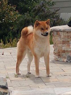 picture of dog
